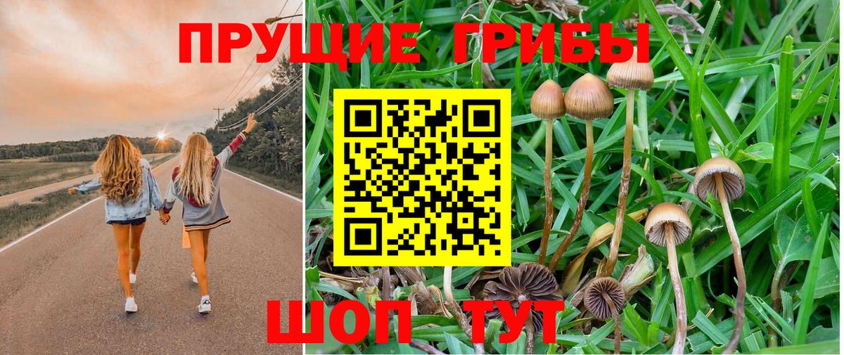 Сальск  Галлюциногенные грибы Magic Shrooms  Вход с VPN  Галлюциногенные грибы Psilocybine cubensis 